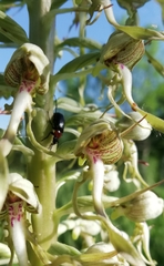 Himantoglossum hircinum