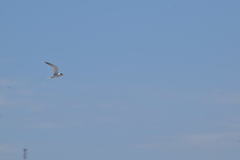 Sternula antillarum browni