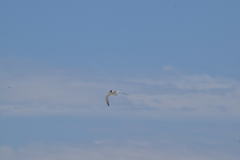 Sternula antillarum browni