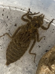 Gomphus vulgatissimus