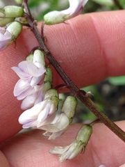 Astragalus robbinsii