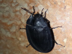 Pterohelaeus laticollis