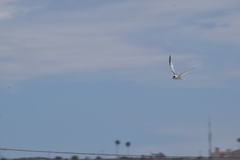 Sternula antillarum browni