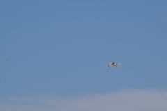 Sternula antillarum browni