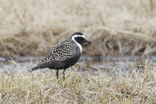 American Golden-Plover