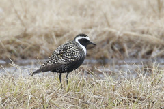 American Golden Plover photo 4