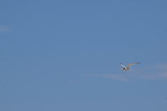 Sternula antillarum browni