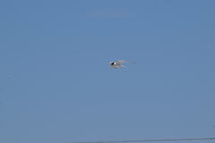 Sternula antillarum browni