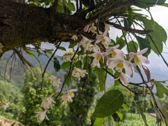 Dendrobium amoenum