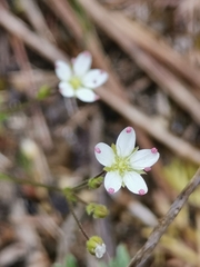 Minuartia setacea