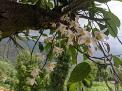 Dendrobium amoenum