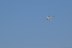 Sternula antillarum browni