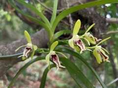 Vanda cristata