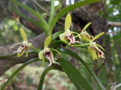 Vanda cristata