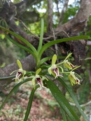 Vanda cristata
