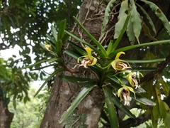 Vanda cristata