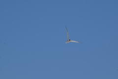 Sternula antillarum browni