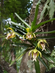 Vanda cristata