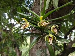 Vanda cristata