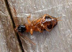 Philorhizus sigma