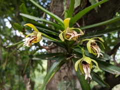 Vanda cristata