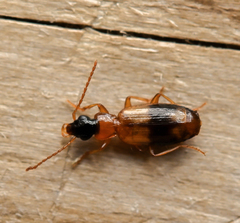 Philorhizus sigma