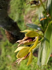 Vanda cristata