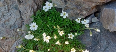 Cerastium soleirolii