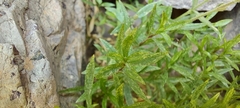Cerastium soleirolii