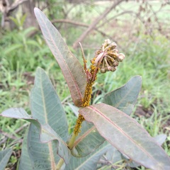 Asclepias glaucescens