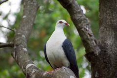 White-Headed Pigeon photo 3
