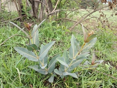Asclepias glaucescens