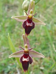 Ophrys × pietzschii
