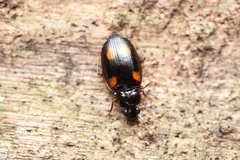Dolichoctis rotundata