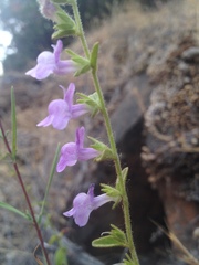 Sairocarpus vexillocalyculatus