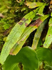 Notogrammitis pseudociliata