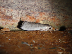 Xylorycta haplochroa