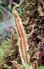 Notogrammitis pseudociliata