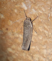Xylorycta haplochroa