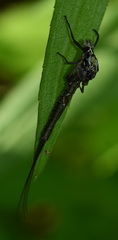Ephemera vulgata