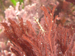 Caprella penantis