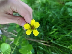 Geum urbanum