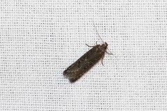 Neofaculta ericetella
