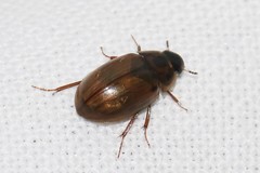 Enochrus quadripunctatus