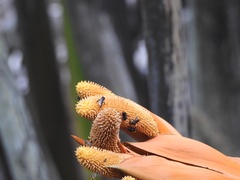 Lepidotrigona terminata