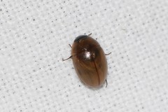 Enochrus melanocephalus