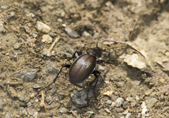 Morphocarabus