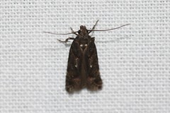 Teleiopsis diffinis