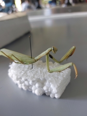 Mantis religiosa