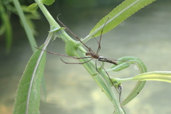 Tetragnatha elongata